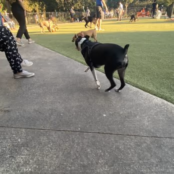 Kensington Dog Run photo 2